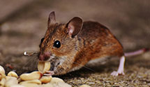 24 Hour & Emergency Exterminators in Austin, PA